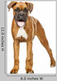 German Boxer Puppy 5