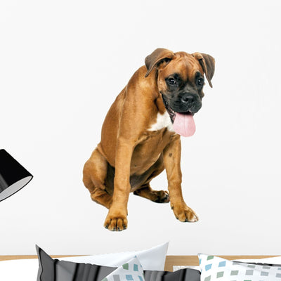 German Boxer Puppy 5 shown on a wall