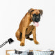 German Boxer Puppy 5