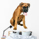 German Boxer Puppy 5