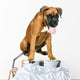 German Boxer Puppy 5