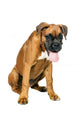 German Boxer Puppy 5