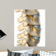 Spinal Nervous System Lateral