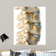 Spinal Nervous System Lateral
