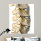 Spinal Nervous System Lateral