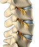 Spinal Nervous System Lateral