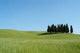 Cipressi Toscana 04 Wall Decal