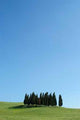 Cypress Trees Tuscany Wall Decal