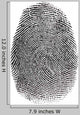 Real Fingerprint White Super