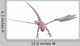 White Dragon Frontal Swoop