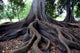 Tree Roots Wall Mural