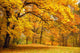 Autumn Gold Trees Park