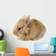 Rabbit Bunny Baby Isolated on White Background Wall Decal