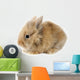 Rabbit Bunny Baby Isolated on White Background Wall Decal