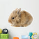 Rabbit Bunny Baby Isolated on White Background Wall Decal