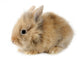 Rabbit Bunny Baby Isolated on White Background Wall Decal