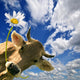 Date Birth Cow Gives