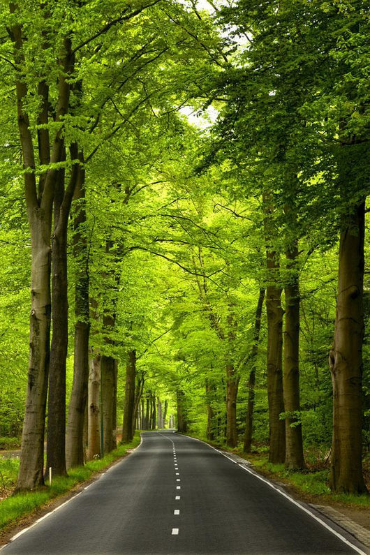 Country Road Wall Decal