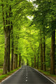 Country Road Wall Decal