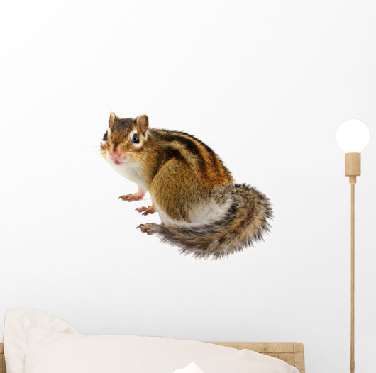 Chipmunk White