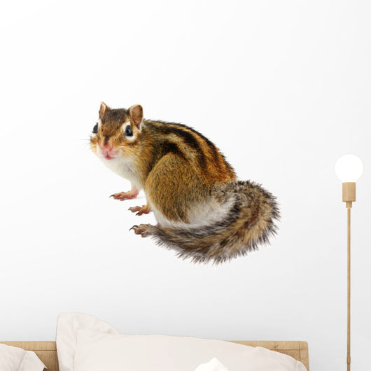 Chipmunk White