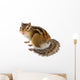Chipmunk White