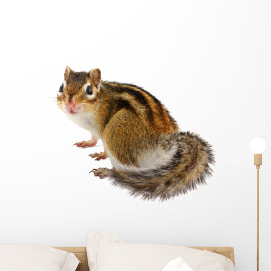 Chipmunk White