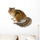 Chipmunk White