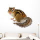 Chipmunk White