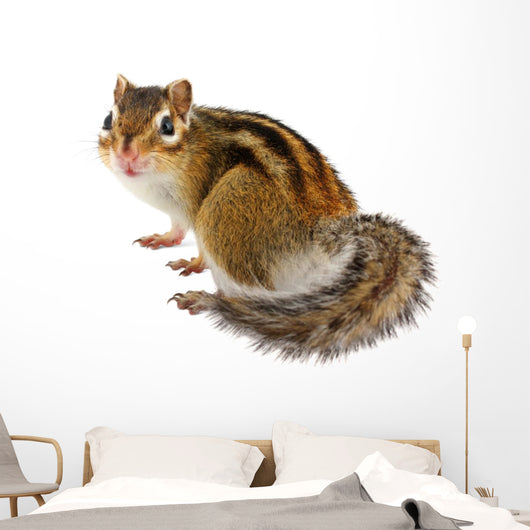 Chipmunk White