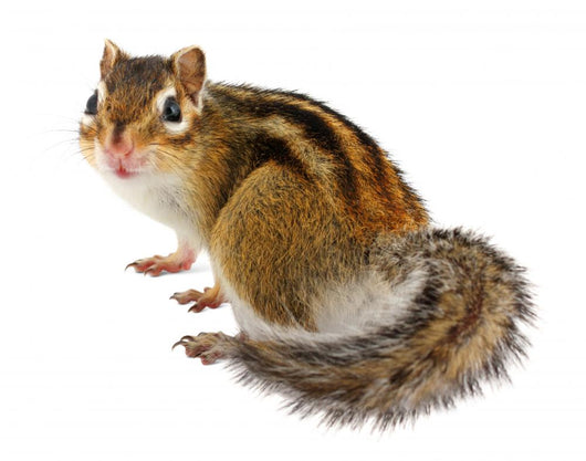 Chipmunk White