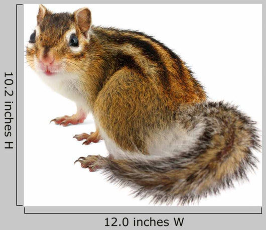 Chipmunk White