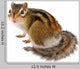Chipmunk White