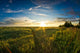 Field Wheat and Sunset