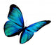 Turquoise Butterfly Flying White Wall Decal