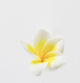 Plumeria Wall Mural