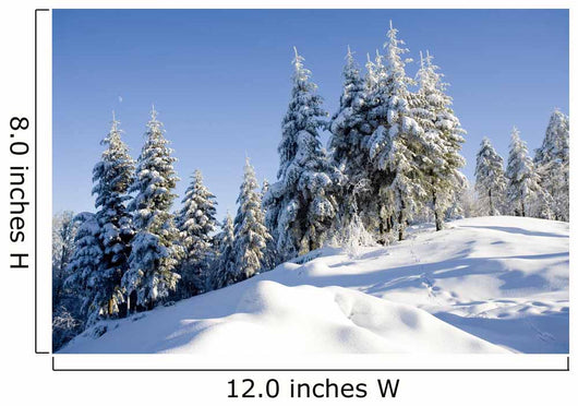 sunny day in winter Wall Mural