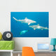Blacktip Reef Sharks Wall Mural