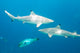 Blacktip Reef Sharks Wall Mural