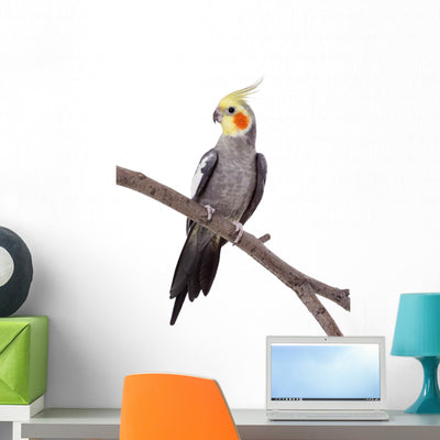 Parrot Perch Wall Decal shown on a wall
