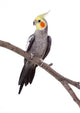 Parrot Perch Wall Decal