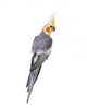 Yellow Corella Parrot Wall Decal