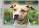 American Pit Bull Terrier