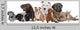 Group Eight Dogs Wall Decal