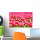 Tulips Field Wall Mural