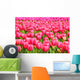 Tulips Field Wall Mural