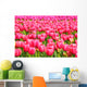 Tulips Field Wall Mural