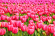 Tulips Field Wall Mural