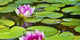 Water Lily Pond