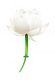 Vector Icon Flower Wall Mural
